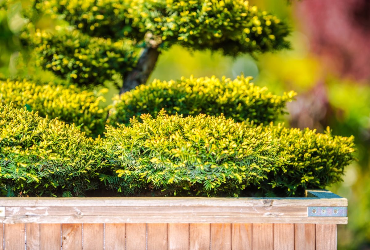 Hoe maak je van je tuin een geweldige plek om te wonen?
