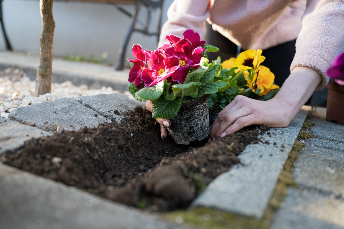 Woman planting pansy flowers in home garden