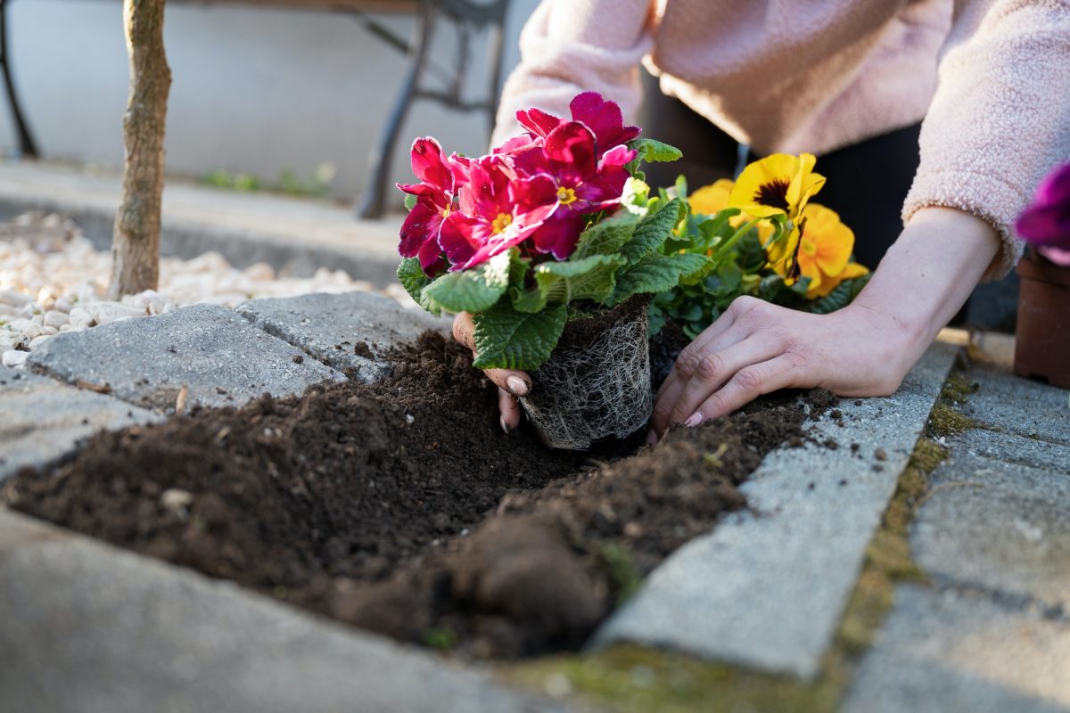 De voordelen van het starten van een tuin
