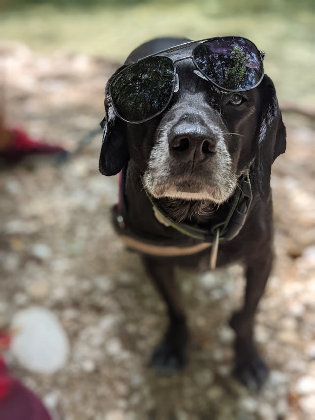 Gezonde Anaalklieren en Blije Darmen: Het Belang van Goede Voeding voor je Hond