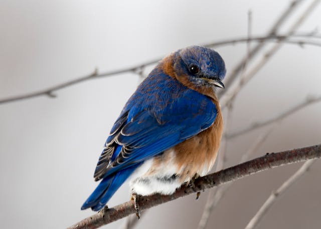 Meer Sfeer en Natuur in Huis en Tuin: Vogelgeluiden Huisje en Mica Decorations